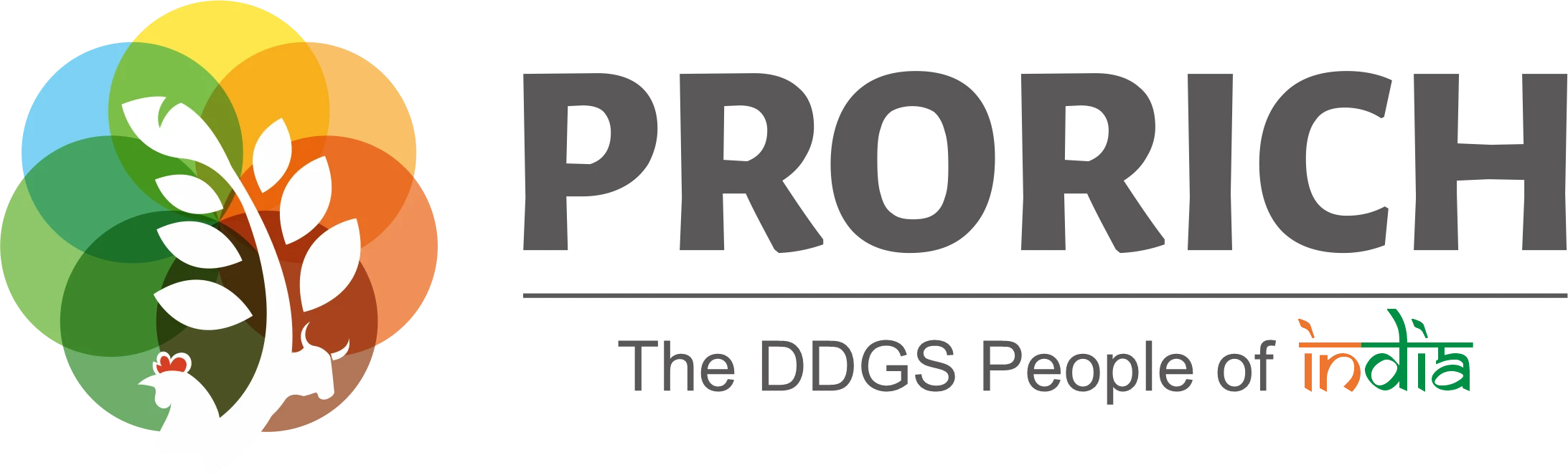 Rice DDGS Traders Revolutionizing Affordable Animal Feed Solutions