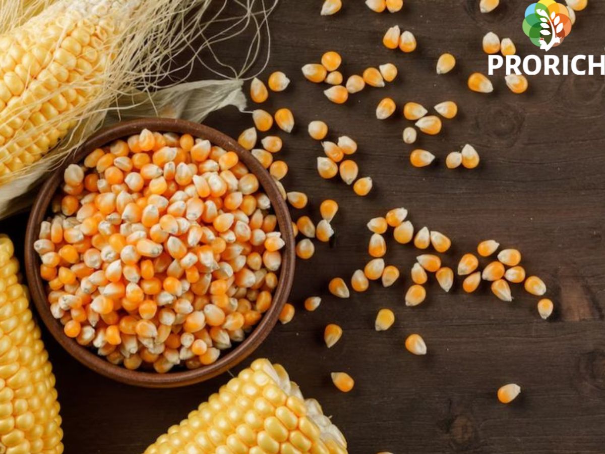 The Secret Behind Superior Livestock Nutrition with Corn DDGS