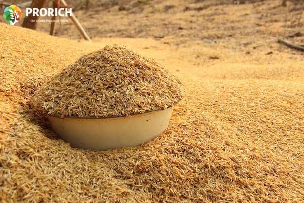 Rice DDGS Protein Content for Modern Feed Industry