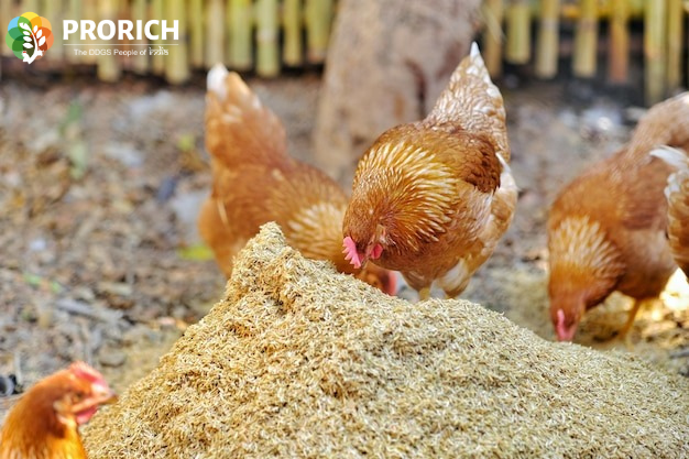 WhiteGold DDGS for Poultry Feed Everything You Need to Know
