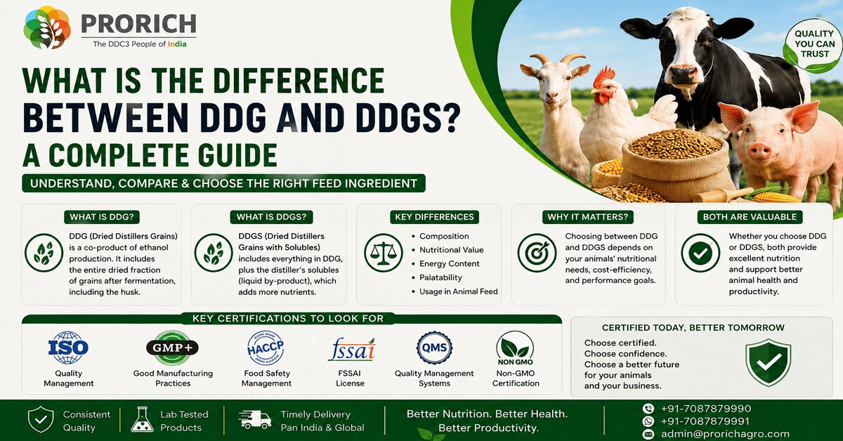 What is the difference between DDG and DDGs? A complete guide