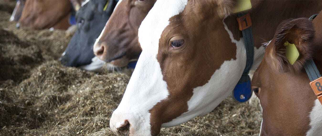 For increased milk production and better health Suppliers in Netherlands